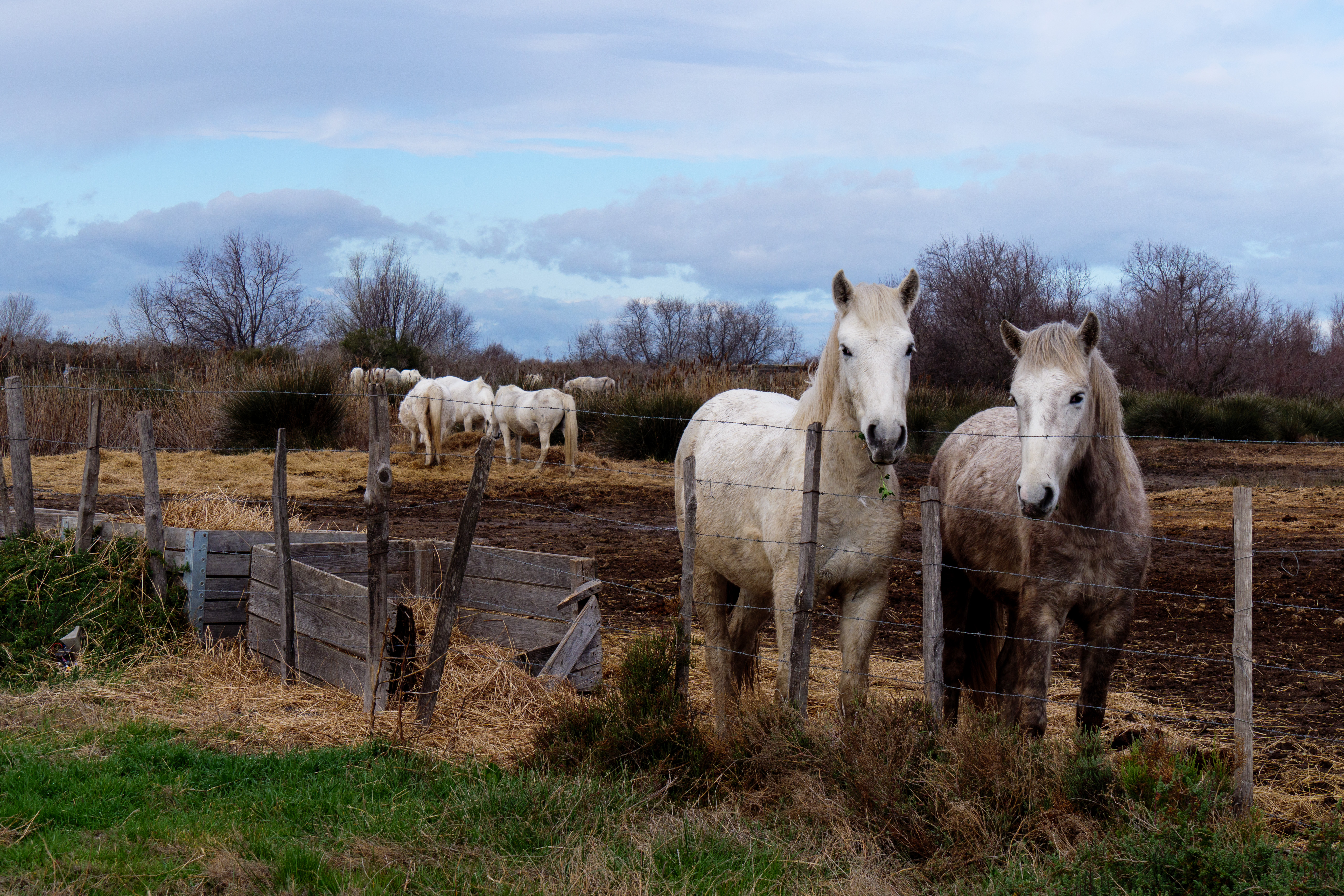 Camargue Pferde